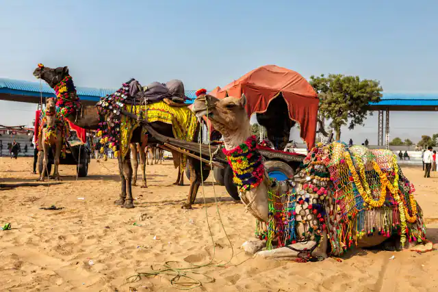 Decorated camels resting at the Pushkar camel fair, Rajasthan