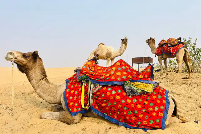 Camels with colourful saddle blankets resting in the Thar Desert dunes