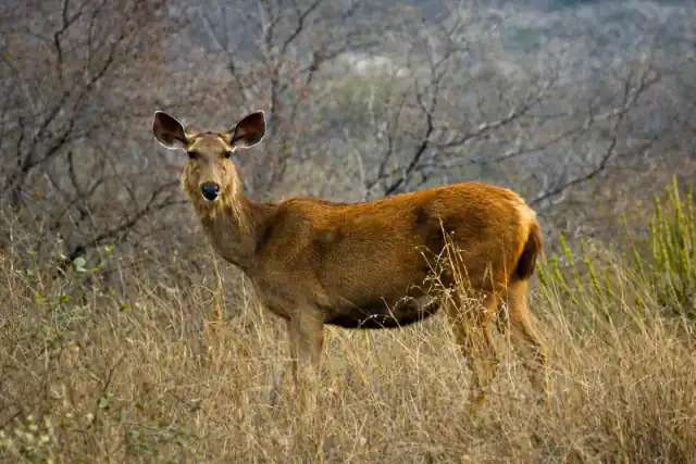 Ranthambore