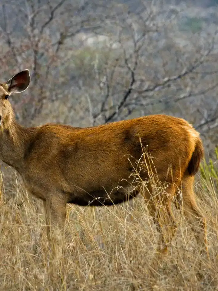 Ranthambore, Rajasthan